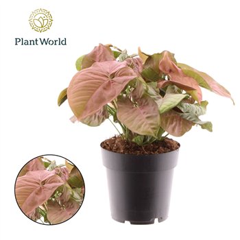 Syngonium red heart Red Heart 1 pp 30cm 14cm Q4066