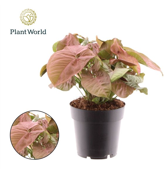 Syngonium red heart Red Heart 1 pp 30cm 14cm Q4066