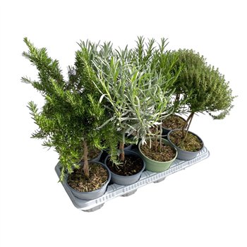 Tuinkruiden mix Italiaanse tuinkruiden mixed - on stem 45cm 14cm Q1858