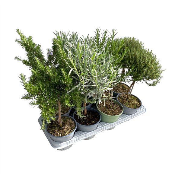 Tuinkruiden mix Italiaanse tuinkruiden mixed - on stem 45cm 14cm Q1858