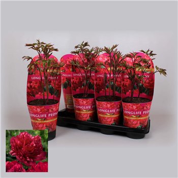 Paeonia 14CM C2 Rood Longlife 25cm 14cm Q1966