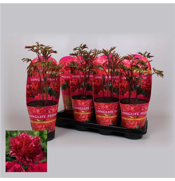Paeonia 14CM C2 Rood Longlife 25cm 14cm Q1966