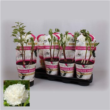 Paeonia 14 CM C2 Wit Longlife 25cm 14cm Q1967