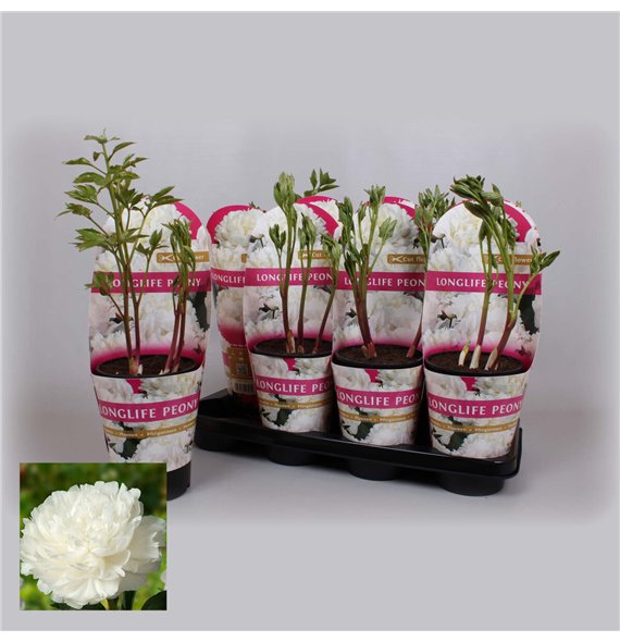 Paeonia 14 CM C2 Wit Longlife 25cm 14cm Q1967