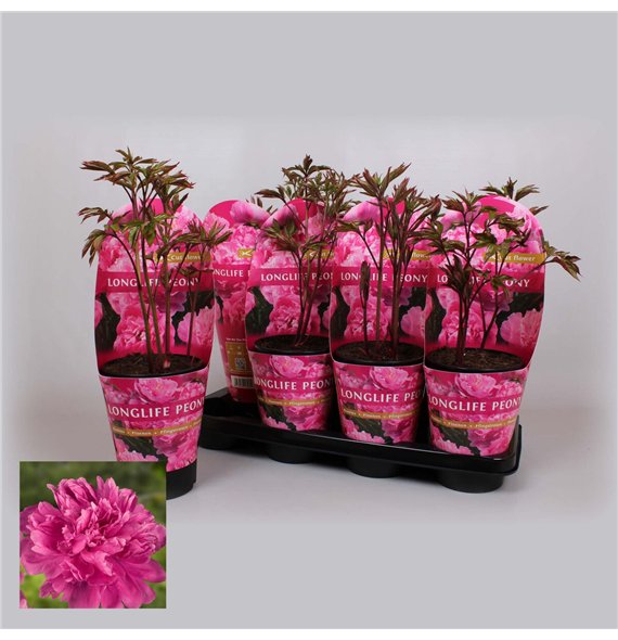 Paeonia 14CM C2 Roze Longlife 25cm 14cm Q1968