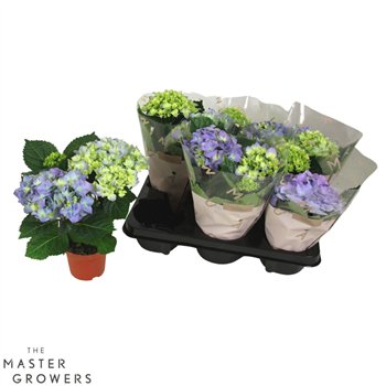 Hortenzija fabolo marc  Early Blauw 10cm 2kopbl 22cm 10cm Q2343