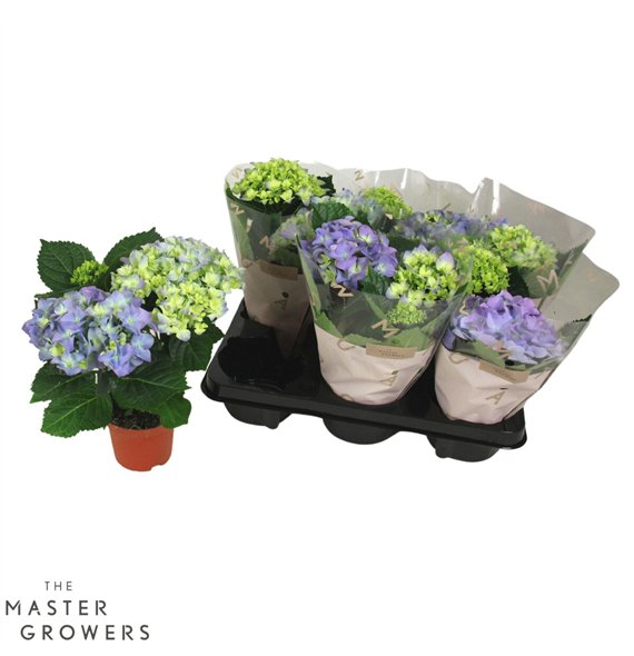 Hortenzija fabolo marc  Early Blauw 10cm 2kopbl 22cm 10cm Q2343