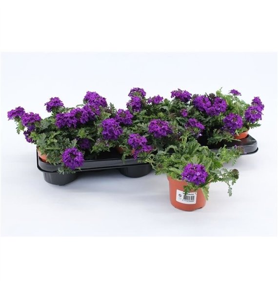 Verbena rapunzel violet Dark Blue1 pp 15cm 10.5cm Q2600