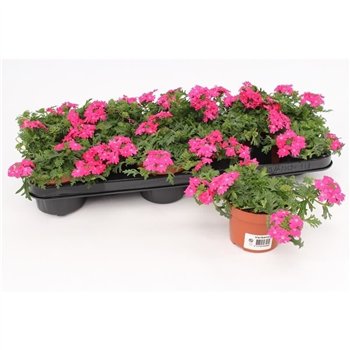 Verbena magelana magic rose Pink1 pp 15cm 10.5cm Q2601