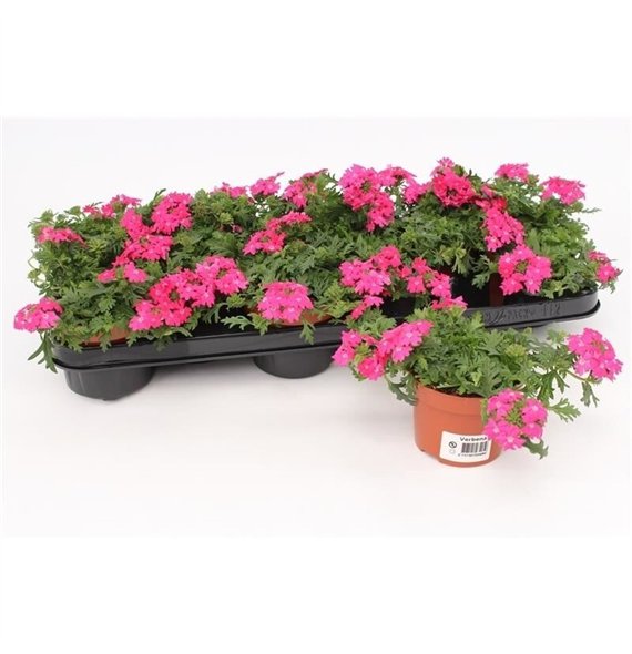 Verbena magelana magic rose Pink1 pp 15cm 10.5cm Q2601