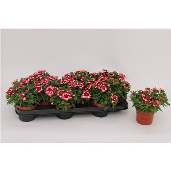 Verbena magelana pink swirl Lanai Pink Twister1 pp 15cm 10.5cm Q2603
