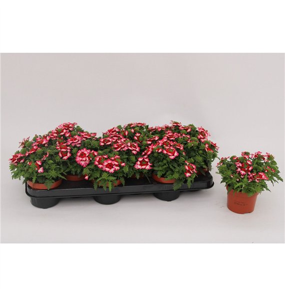 Verbena magelana pink swirl Lanai Pink Twister1 pp 15cm 10.5cm Q2603