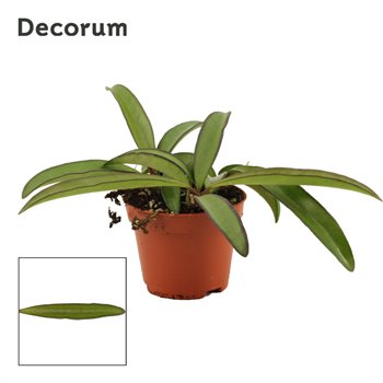 Hoya wayetii 6 cm green Decorum 2 5 - 4 9 1 pp 2.5cm 6cm Q2699