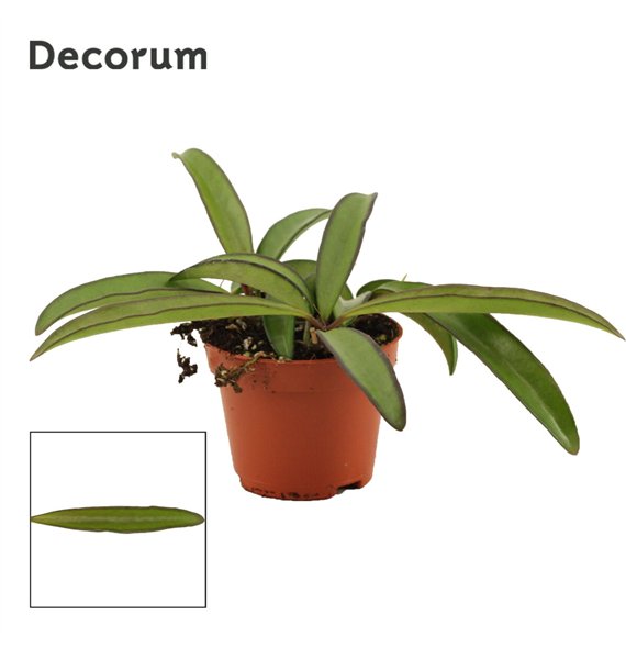 Hoya wayetii 6 cm green Decorum 2 5 - 4 9 1 pp 2.5cm 6cm Q2699