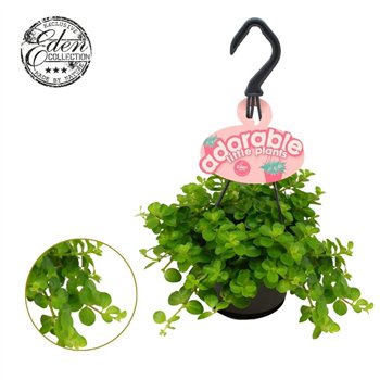 Peperomia rotundifolia Rotundifolia 10 5cm HP adorable 15cm 10.5cm Q3911