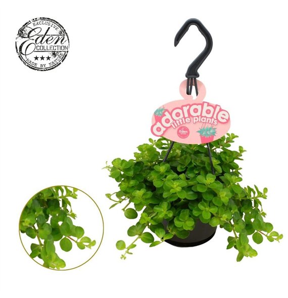Peperomia rotundifolia Rotundifolia 10 5cm HP adorable 15cm 10.5cm Q3911