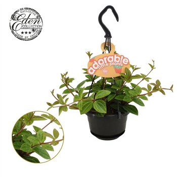 Peperomia angulata Ang  Rocca Vivace 10 5cm HP adorable 15cm 10.5cm Q3918