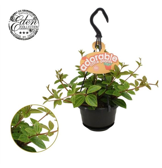 Peperomia angulata Ang  Rocca Vivace 10 5cm HP adorable 15cm 10.5cm Q3918