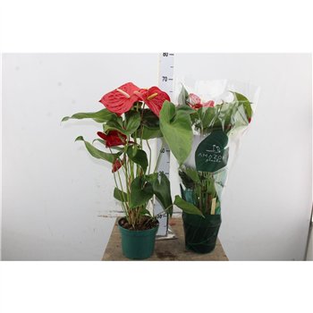 Anthurium andr  nevada Anthu An Nevada Basic 5+ 65cm 17cm Q466