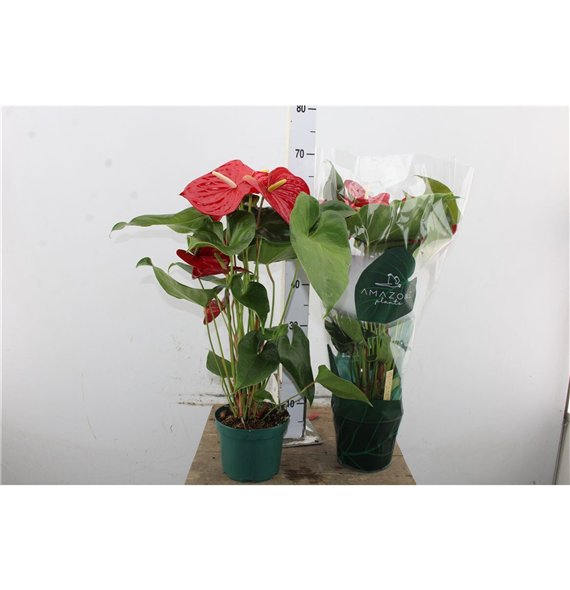 Anthurium andr  nevada Anthu An Nevada Basic 5+ 65cm 17cm Q466