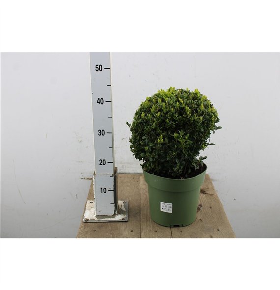 Buxus sempervirens Semp  Ball 40cm 21cm Q770