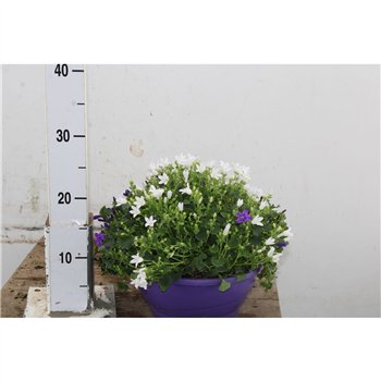 Campanula port  get me white Port Duo 25cm 23cm Q1015