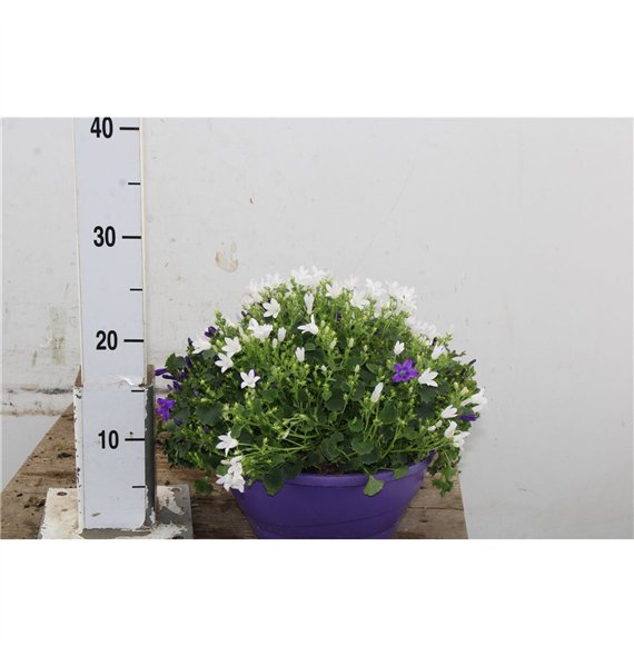 Campanula port  get me white Port Duo 25cm 23cm Q1015