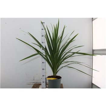 Cordyline peko Australis Verde 90cm 21cm Q1174