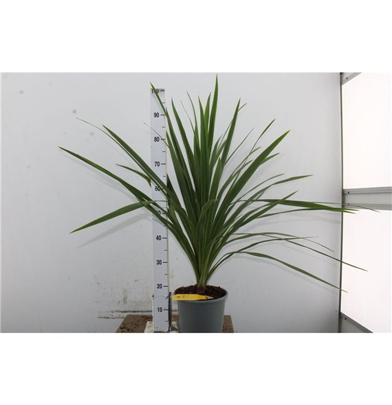 Cordyline peko Australis Verde 90cm 21cm Q1174