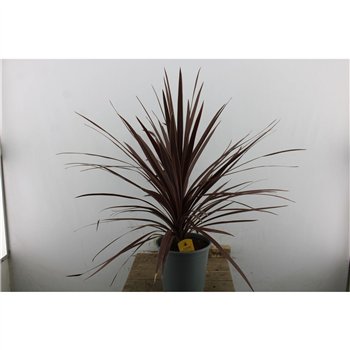 Cordyline australis red star 100cm 24cm Q1192