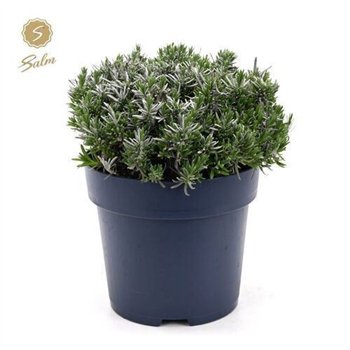 Lavandula angustifolia felice Ang  Felice Premium 40cm 27cm Q1949