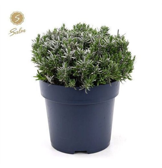 Lavandula angustifolia felice Ang  Felice Premium 40cm 27cm Q1949