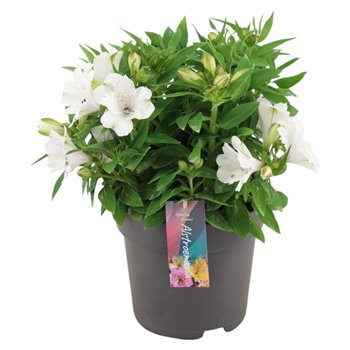 Alstroemeria inticancha magic white Inticancha Magic White p21 45cm 21cm Q2035