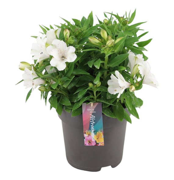 Alstroemeria inticancha magic white Inticancha Magic White p21 45cm 21cm Q2035