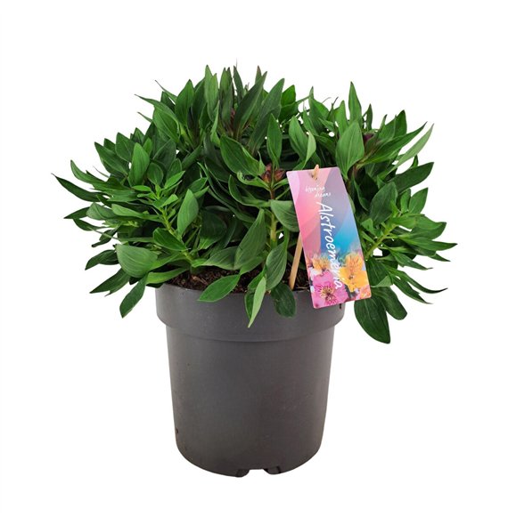 Alstroemeria inticancha dark purple Inticancha Dark Purple p21 45cm 21cm Q2054