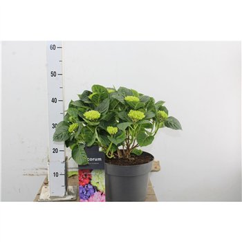 Hortenzija macr  hi river Hydr Macr Pink 7+ 45cm 23cm Q2490