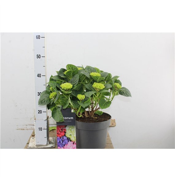 Hortenzija macr  hi river Hydr Macr Pink 7+ 45cm 23cm Q2490
