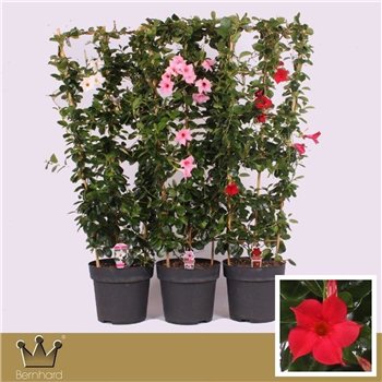 Mandevilla sundaville mixkar Dipladenia Rek Mix Cc 120cm 27cm Q2720