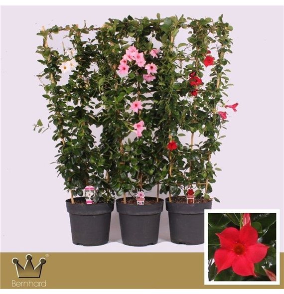 Mandevilla sundaville mixkar Dipladenia Rek Mix Cc 120cm 27cm Q2720