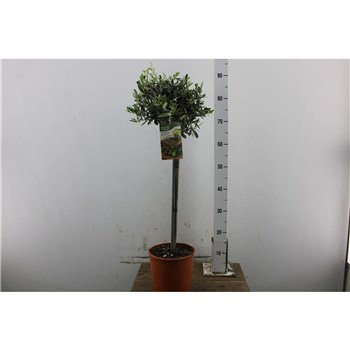 Oljka Olea europaea Europaea (maimone It-19-1231) 65cm 18cm Q2825