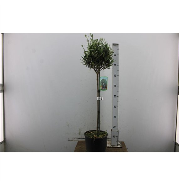 Oljka Olea europaea Europaea (maimone It-19-1231) 95cm 21cm Q2826