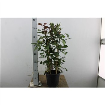 Vrtnica Summerville mix 70cm 19cm Q5090
