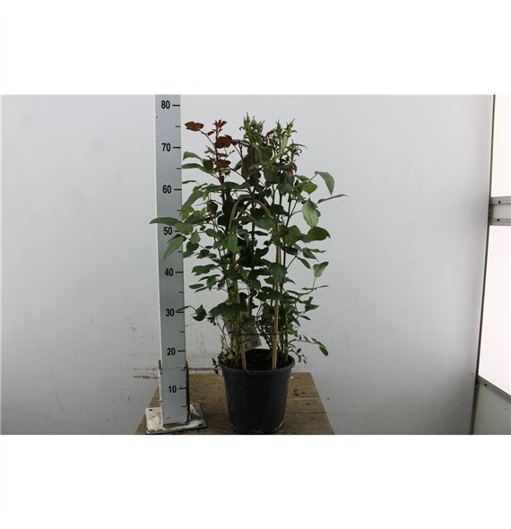 Vrtnica Summerville mix 70cm 19cm Q5090