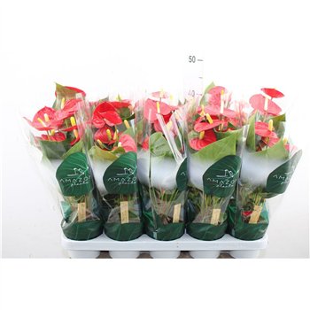 Anthurium andr  aristo Anthu An Aristo 5+ 35cm 12cm Q457