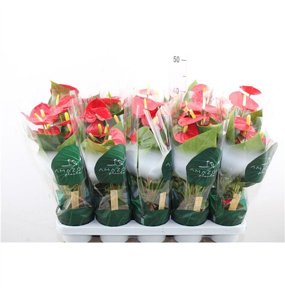 Anthurium andr  aristo Anthu An Aristo 5+ 35cm 12cm Q457