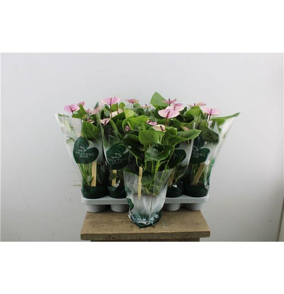 Anthurium andr  Laguna Anthu An 5+ 35cm 12cm Q460