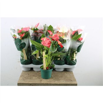 Anthurium andr  mix 4 colours Anthu An Mix 5+ 35cm 12cm Q471