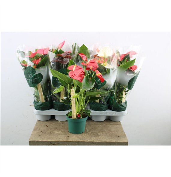 Anthurium andr  mix 4 colours Anthu An Mix 5+ 35cm 12cm Q471