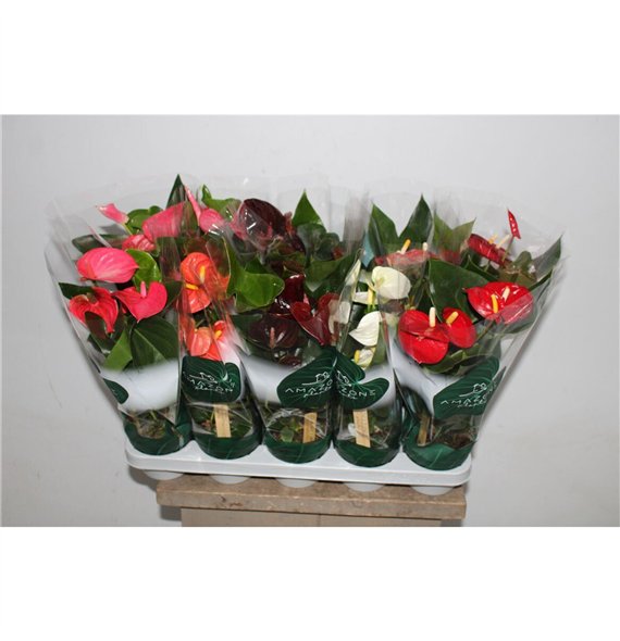 Anthurium andr  mix 4 colours Anthu An Mix 5+ 35cm 12cm Q472