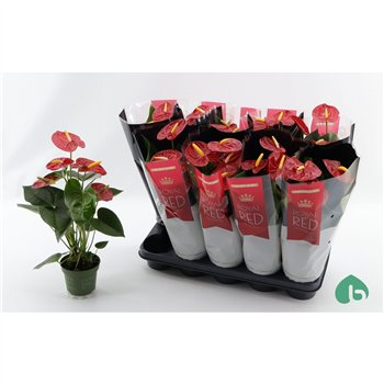 Anthurium andr  royal champion Anthu An Red Royal 4+ 45cm 12cm Q475
